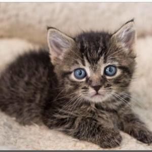 Meet your Posher, Elva